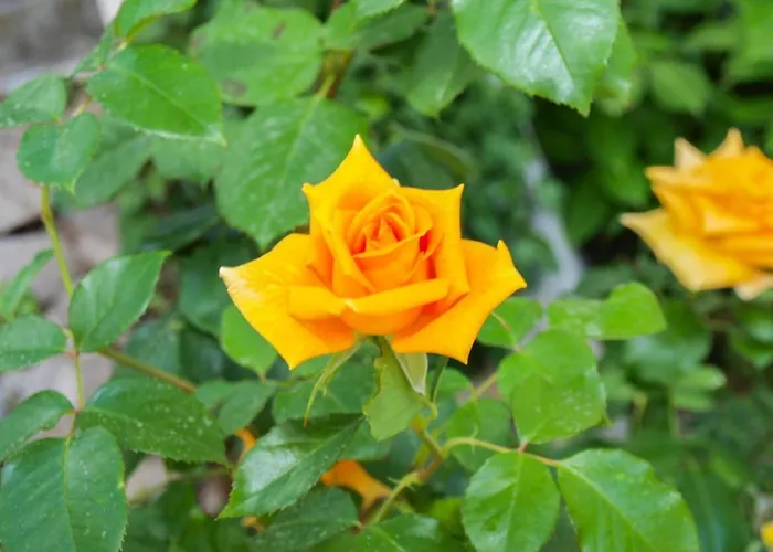 Lejlighed Beachfront With Big Terrace And Garden